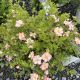 Potentilla Happy Face Hearts