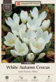 Crocus Autumn White 10PK