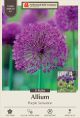 Allium Purple Sensation 8PK