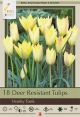 Tulip Honky Tonk 15PK