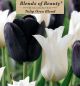 Tulip Oreo Blend 12PK