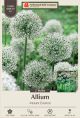 Allium Mount Everest 2PK