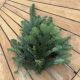 Bough Noble Fir