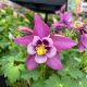 Colombine Earlybird Purple White