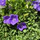 Bellflower Rapido Blue