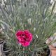 Dianthus Fruit Punch Black Cherry Frost