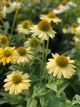 Coneflower Mellow Yellows