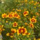 Coreopsis Uptick Gold & Bronze 1 Gallon