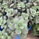 Sedum Blueberry Pie