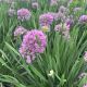 Allium Serendipity