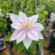 Clematis Andromeda