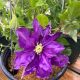 Clematis Duchess of Cornwall