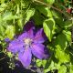 Clematis Wildfire