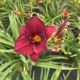 Daylily Frankly Scarlet