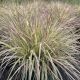 Grass Little Bluestem Shining Star
