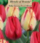 Tulip Spring Break Blend 12PK