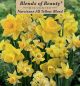 Narcissus All Yellow 14PK
