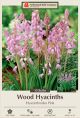 Hyacinthoides Pink 10PK