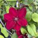 Clematis Jie