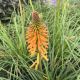 Red Hot Poker Poco Orange