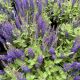 Salvia Blue Bouquetta