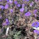 Geranium Boom Chocolatta