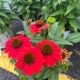 Coneflower Summersong Firefinch
