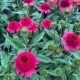 Coneflower Sunny Days Ruby