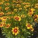 Coreopsis Lil Bang Firewheel