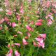 Penstemon Flock of Flamingos