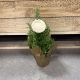 Rosemary Tree 4