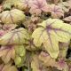 Coral Bells Sweet Tea