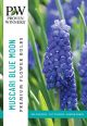 Muscari Blue Moon 30PK