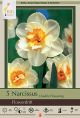 Narcissus Flowerdrift 7PK