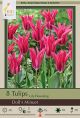 Tulip Dolly's Minuet 7PK
