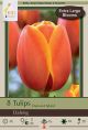 Tulip Dafeng 7 PK