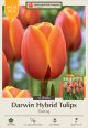 Tulip Dafeng 16 PK
