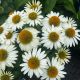 Coneflower Sombrero Poco White
