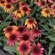 Coneflower Sunseeker Tequila Sunrise