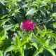 Bee Balm Balmy Purple
