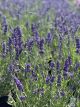 Lavender Big Time Blue