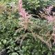 Astilbe Hennie Graafland