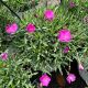Dianthus Paint The Town Fuschia