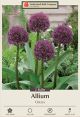 Allium Ostara 2PK
