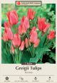 Tulip Toronto 7PK