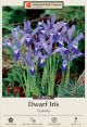 Iris Clairette 12PK