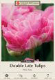 Tulip Pink Size 7PK