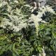 Astilbe Visions in White