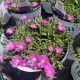 Ice Plant Kaleidoscope Orchid Flash