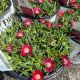 Ice Plant Kaleidoscope Razzle Dazzle